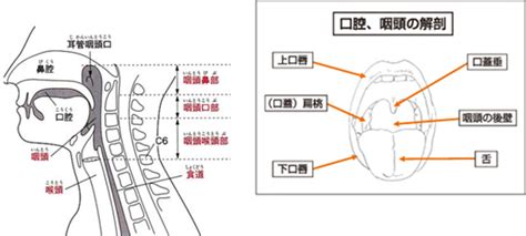 咽門|咽門